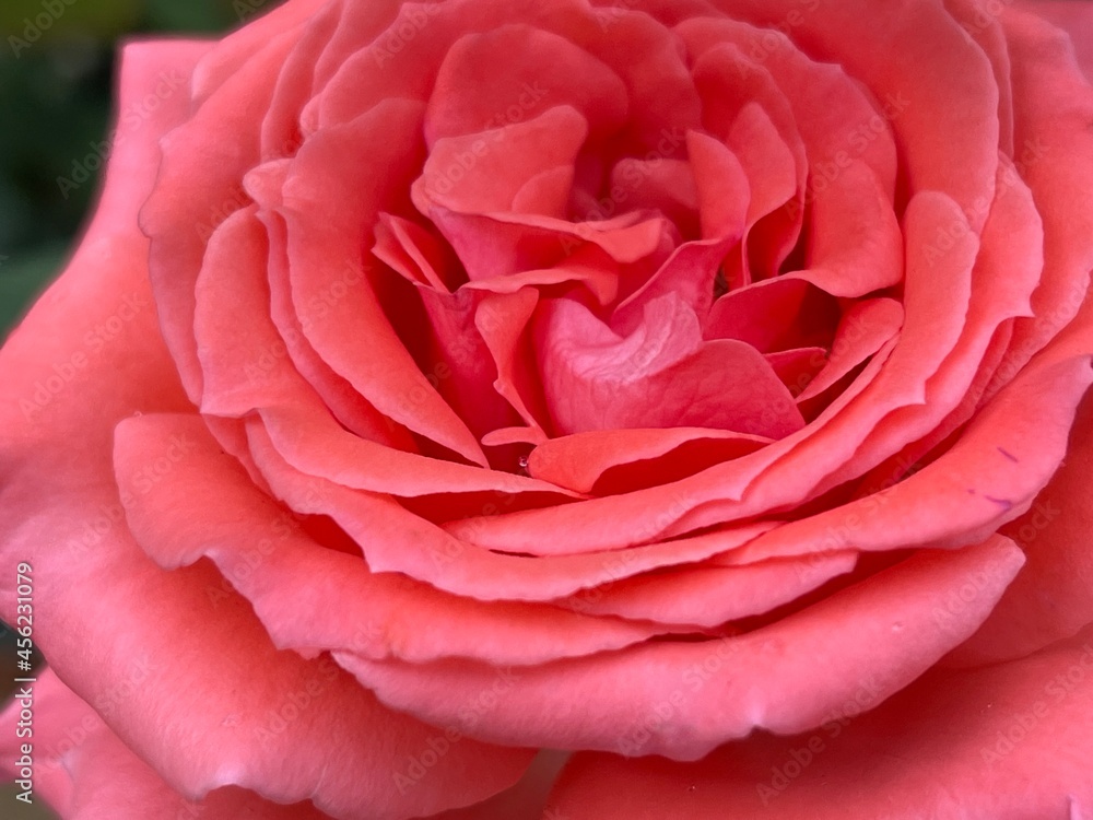Pink rose in the morning dew Pink rose in the morning dew