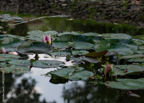 lily on the pond