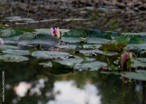 pink water lilies