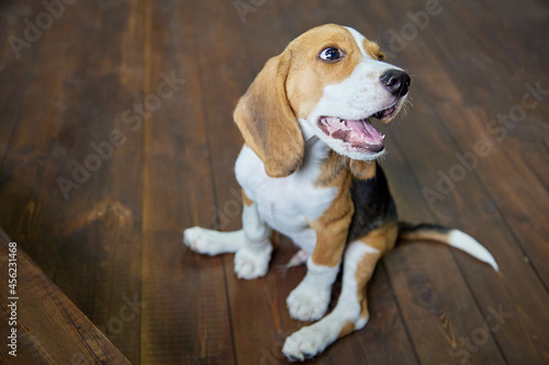 Funny beagle puppy is sitting on a dark wooden floor with its paws spread apart and looks up smiling