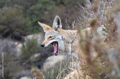 Obraz na plátne Yawning coyote at Santa Susana Pass State Historic Park near Los Angeles and Simi Valley in Southern California