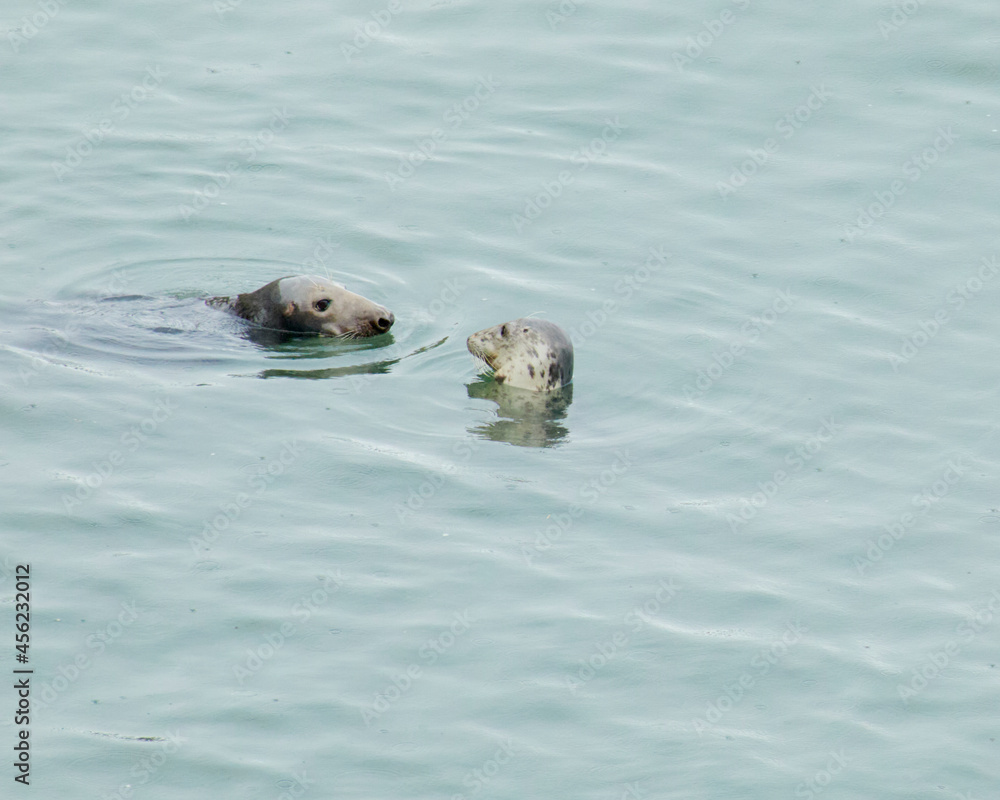 Fototapeta premium Gis a kiss