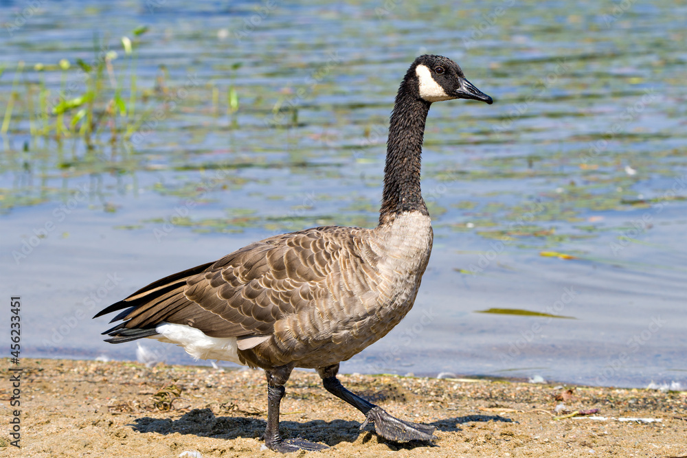 Canada Geese Photo and Image. Walking by the water displaying fluffy brown feather plumage wings in its environment and habitat surrounding with a foliage background. Canadian Geese Photo. Canada Geese Photo and Image. Walking by the water displaying fluffy brown feather plumage wings in its environment and habitat surrounding with a foliage background. Canadian Geese Photo.