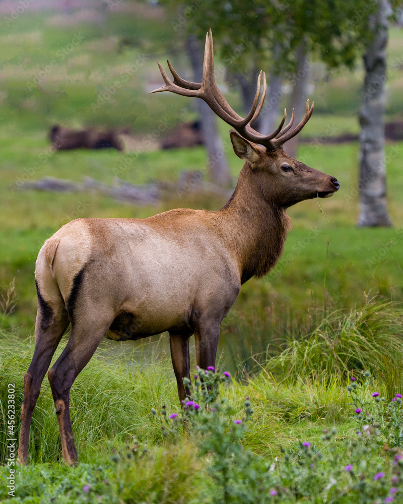 Elk Stock Photo and Image. Close-up profile view in the field with blur forest background in its environment and habitat surrounding. Elk Stock Photo and Image. Close-up profile view in the field with blur forest background in its environment and habitat surrounding.