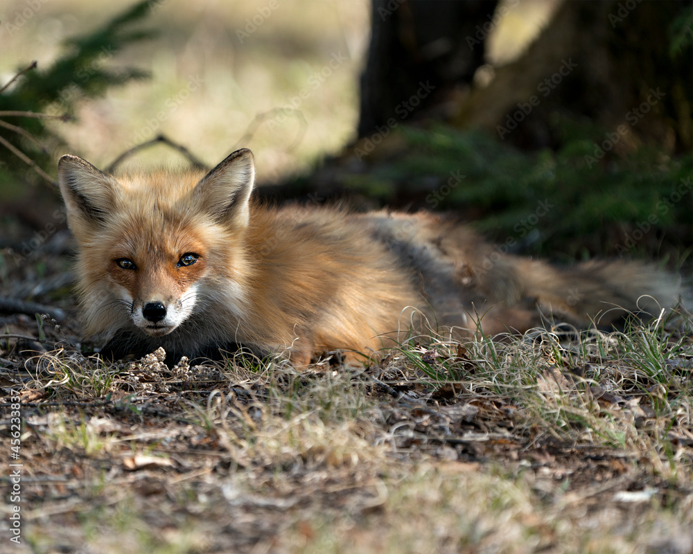 Red Fox Photo Stock. Fox Image. lying down on grass with a blur background in the springtime season and looking at camera in its environment and habitat.  Picture. Portrait.