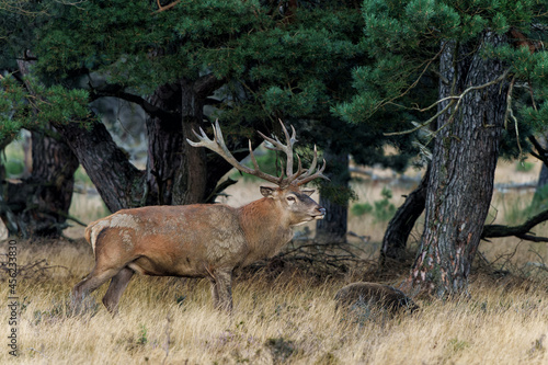 Red deer  Cervus elaphus  stag trying to impress the females at the beginning of the rutting season in the forest of National Park Hoge Veluwe in the Netherlands                     