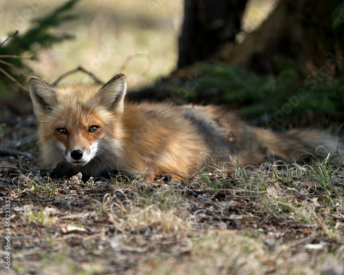 Red Fox Photo Stock. Fox Image. lying down on grass with a blur background in the springtime season and looking at camera in its environment and habitat.  Picture. Portrait. ©  Aline