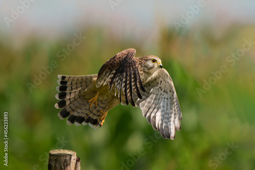 Common Kestrel (Falco innunculus) flying in the meadows in the Netherlands       