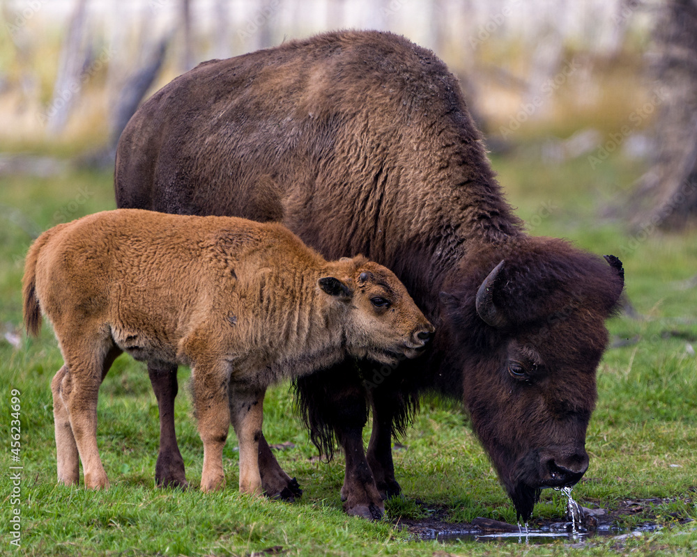 Bison Stock Photo and Image. Bison adult with baby bison drinking water in the field in their environment and habitat surrounding. Buffalo Picture. Bison Stock Photo and Image. Bison adult with baby bison drinking water in the field in their environment and habitat surrounding. Buffalo Picture.