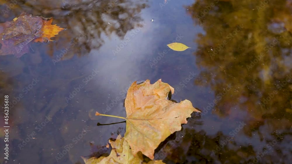 Autumn leaves floating on water with reflection on water in lake. Fall season concept. Autumn leaves floating on water with reflection on water in lake. Fall season concept.