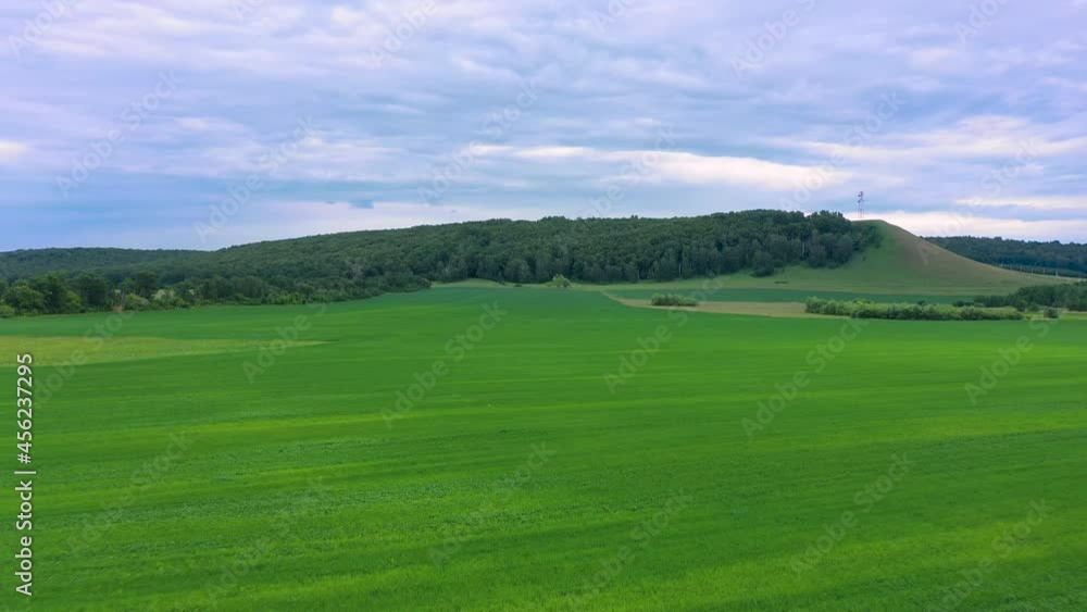 Aerial top view drone flies over green wheat field. Cereal plants land, farmland agricultural industry. Young wheat stalks waving in wind. Harvest organic cultivate. Cloudy day, forest on horizon Aerial top view drone flies over green wheat field. Cereal plants land, farmland agricultural industry. Young wheat stalks waving in wind. Harvest organic cultivate. Cloudy day, forest on horizon