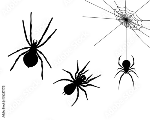 Spiders