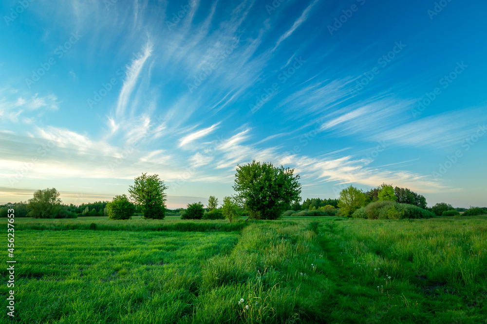 Green field with bushes and white clouds on a blue sky Green field with bushes and white clouds on a blue sky