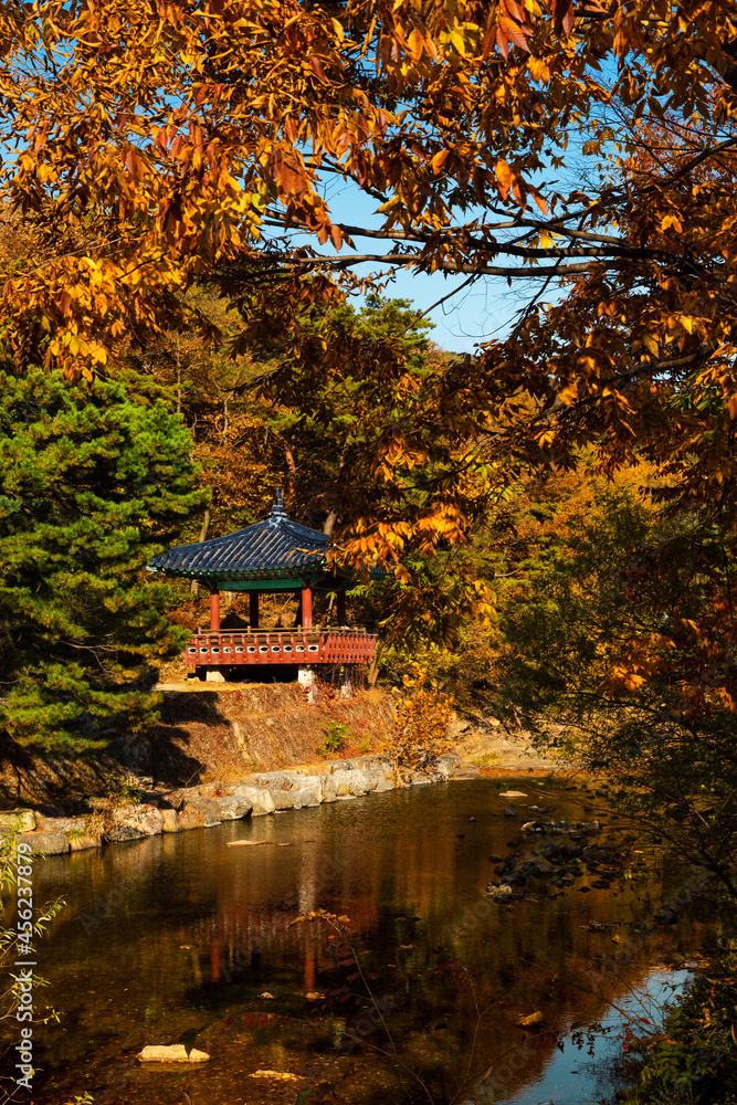 Beautiful autumn in Korea. Maple tree forest park, reflection of hanok buildings in valley water Beautiful autumn in Korea. Maple tree forest park, reflection of hanok buildings in valley water
