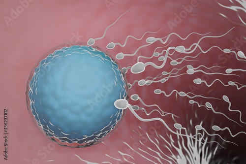 Canvas Print Sperm swimming towards the Ovum in a fallopian tube