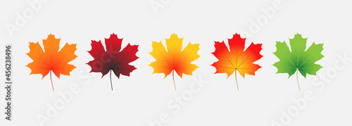 Set of vector maple leaves. Multicolored maple leaves isolated on white background.