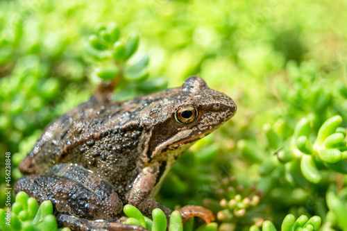 Brown frog in green plants, close-up portrait