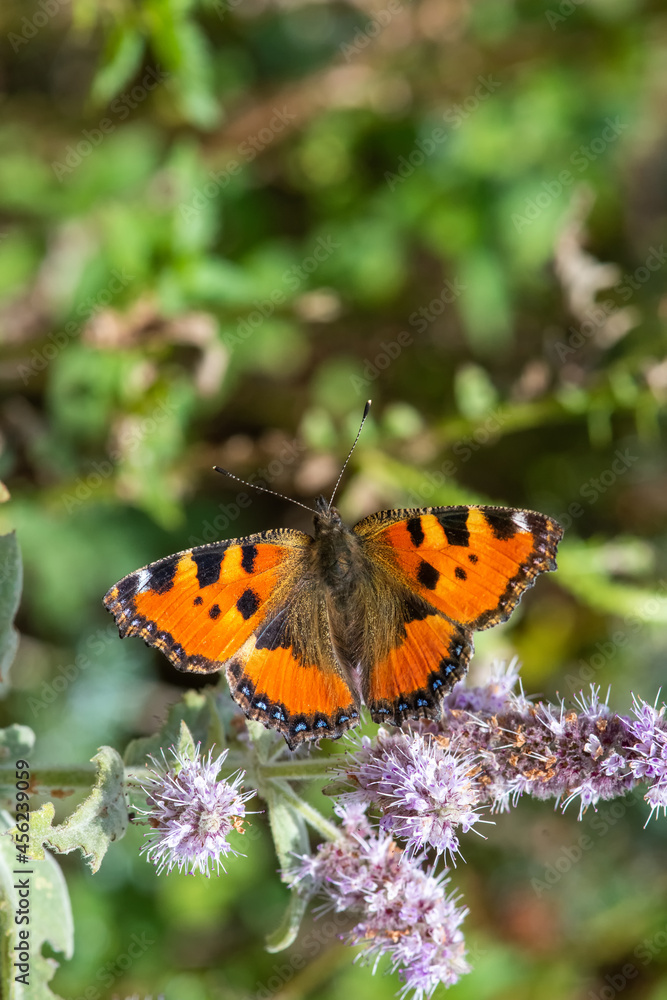 Nymphalidae / Aglais / Small Tortoiseshell / Aglais urticae Nymphalidae / Aglais / Small Tortoiseshell / Aglais urticae