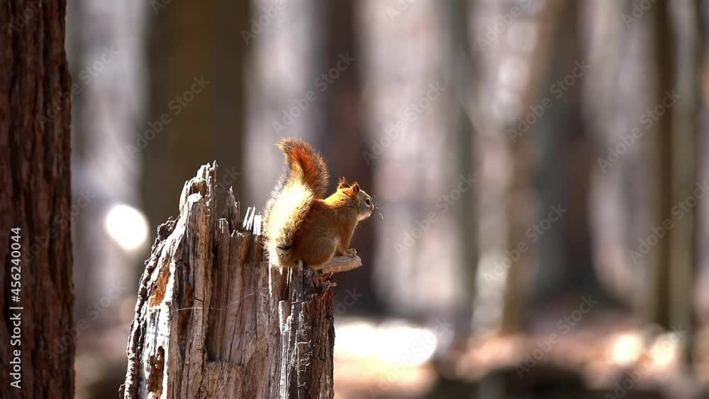 American red squirrel ((Tamiasciurus hudsonicus) known as the pine squirrel, North American red squirrel and chickaree. American red squirrel ((Tamiasciurus hudsonicus) known as the pine squirrel, North American red squirrel and chickaree.