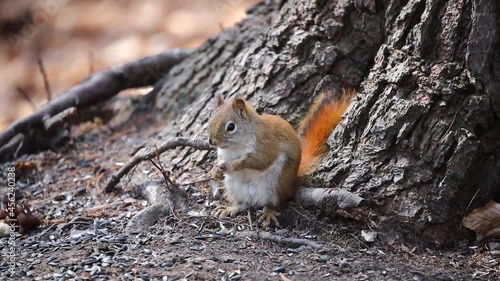 American red squirrel ((Tamiasciurus hudsonicus) known as the pine squirrel, North American red squirrel and chickaree. photo