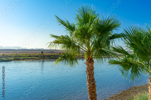 Palm tree at the Colorado River in Laughlin, Nevada. photo
