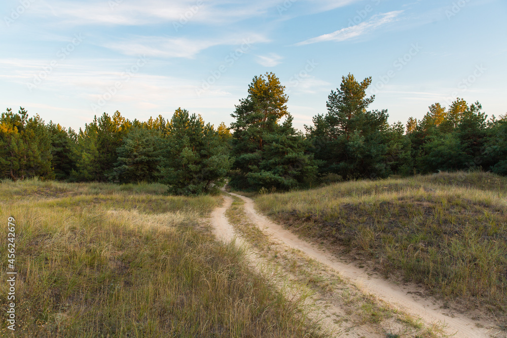 country road to coniferous forest landscape country road to coniferous forest landscape