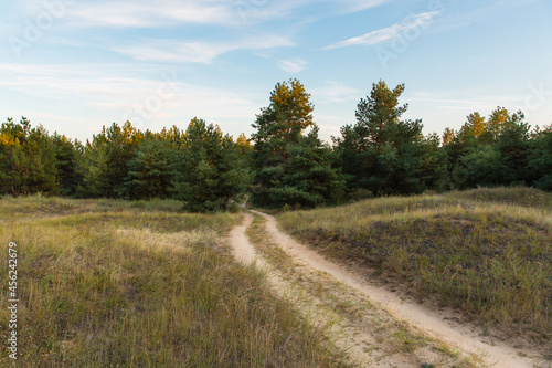 country road to coniferous forest landscape