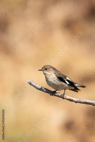 Halkalı sinekkapan » Collared Flycatcher » Ficedula albicollis 