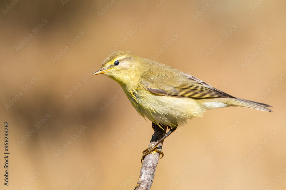 Söğütbülbülü » Willow Warbler » Phylloscopus trochilus Söğütbülbülü » Willow Warbler » Phylloscopus trochilus