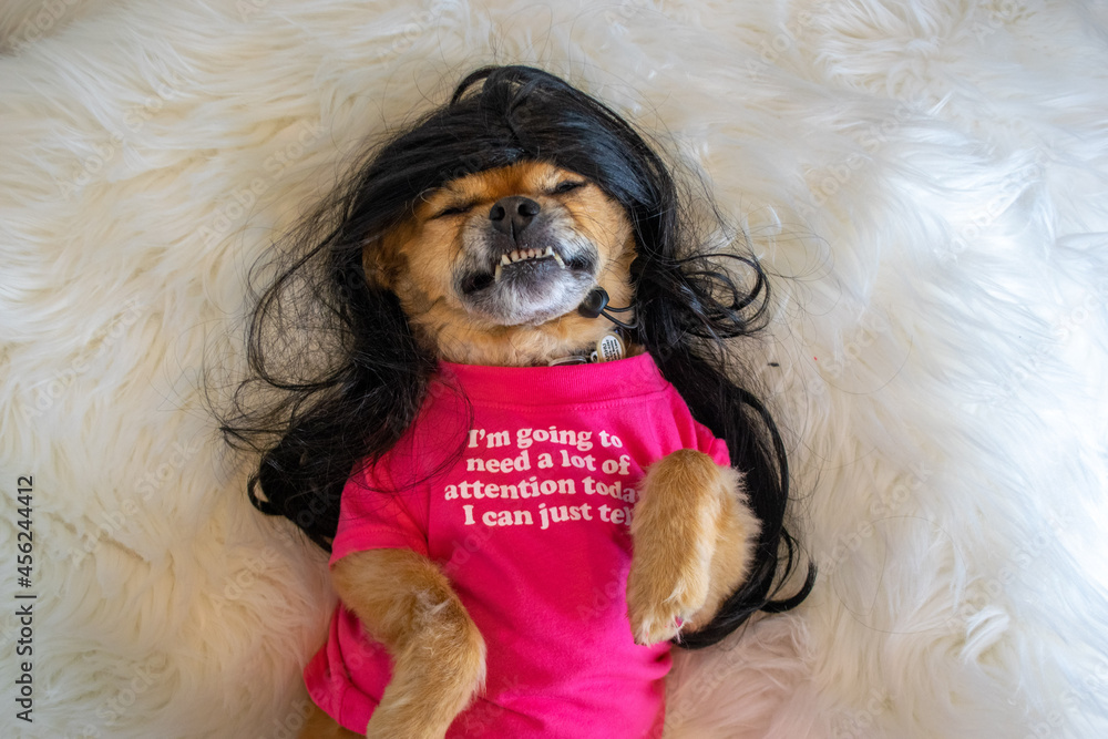Photo Art Print Cute dog wearing funny pink shirt and black wig Tracy