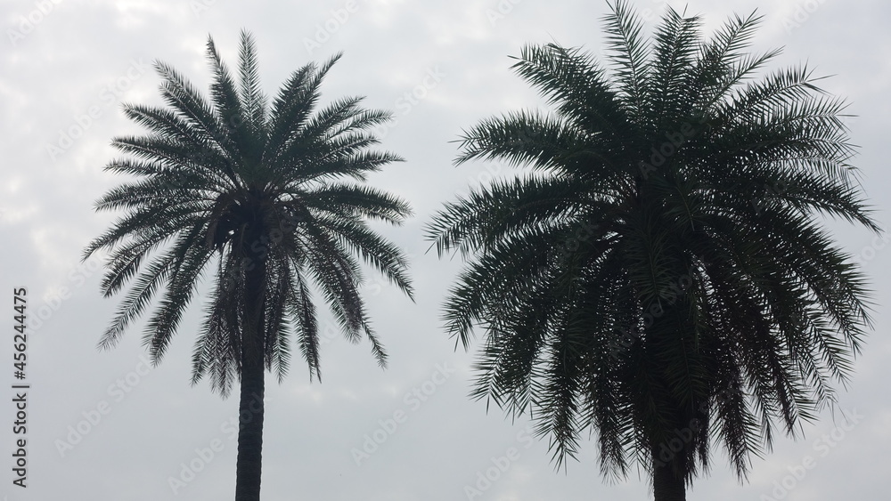 Palm trees foliage captured in a sunny morning in Delhi in India Palm trees foliage captured in a sunny morning in Delhi in India