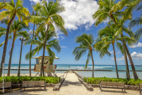 Waikiki beach palm trees in Hawaii photo