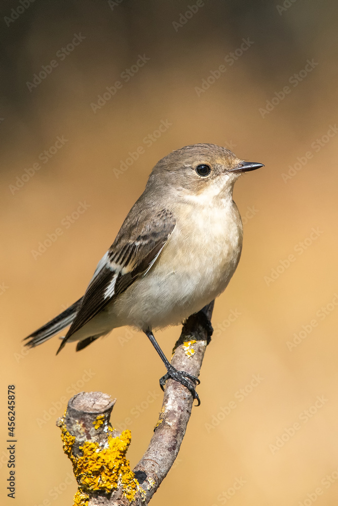 Halkalı sinekkapan » Collared Flycatcher » Ficedula albicollis
Halkalı sinekkapan » Collared Flycatcher » Ficedula albicollis