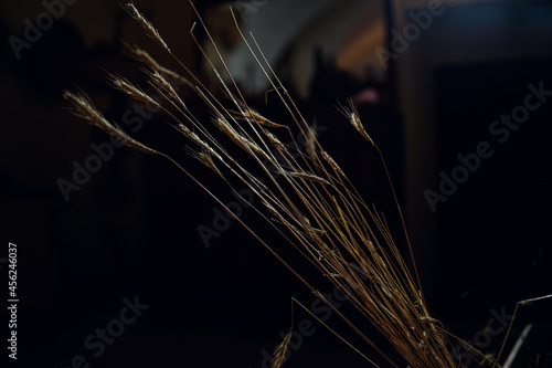 Obraz na płótnie bunch of ears of straw w salonie