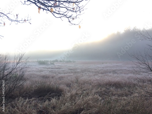 Winter sun in the forest photo