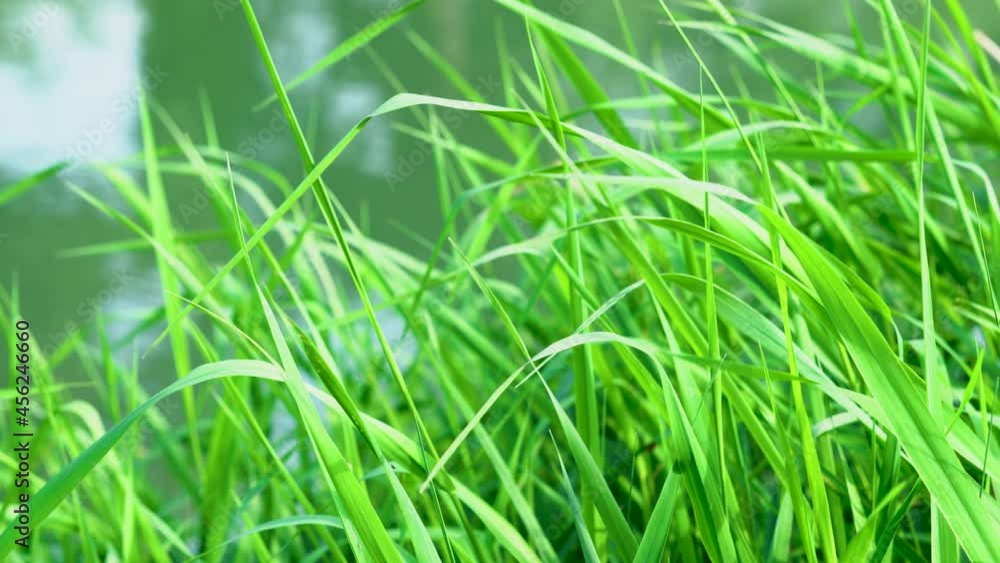 Hohes Gras im Wind in der Nähe von Wasser Hohes Gras im Wind in der Nähe von Wasser