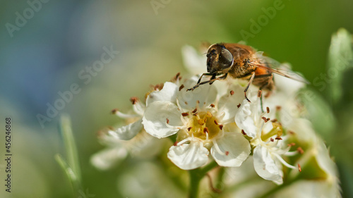 Fly perched on a white flower and blur bokeh background. Colorful insect.