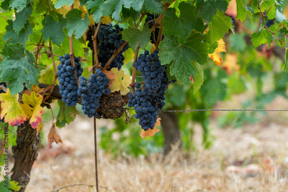 Black wine grapes ready to harvest, wine making in France