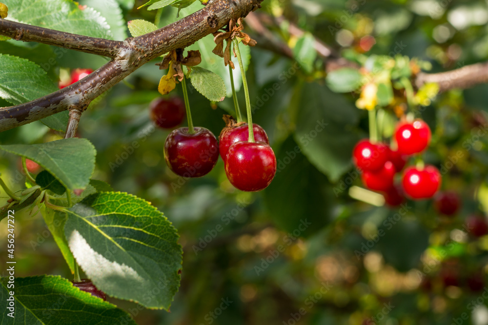 Harvesting of sour kriek cherry in Belgium Harvesting of sour kriek cherry in Belgium