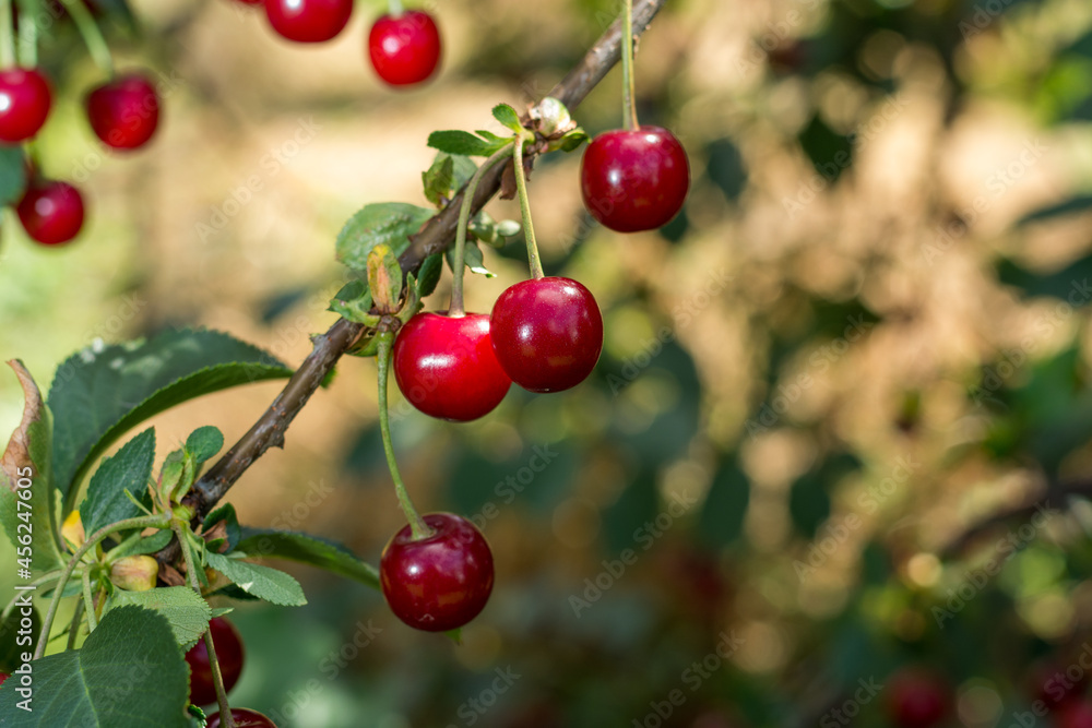 Harvesting of sour kriek cherry in Belgium Harvesting of sour kriek cherry in Belgium