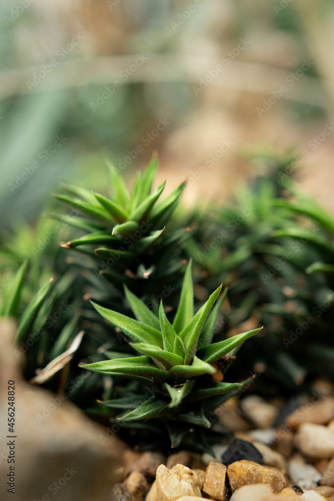 close up of desert succulent plant