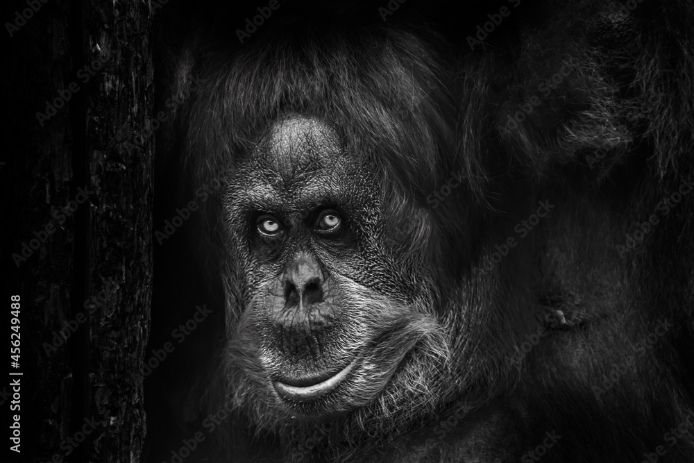 portrait of an orangutan with a scary look like a Bigfoot near a tree, black and white photo, black portrait of an orangutan with a scary look like a Bigfoot near a tree, black and white photo, black