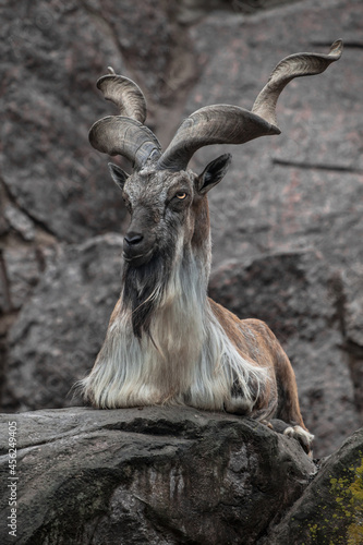 markhor goat sits on  background of a rock, long twisted horns, animals of pakistan photo