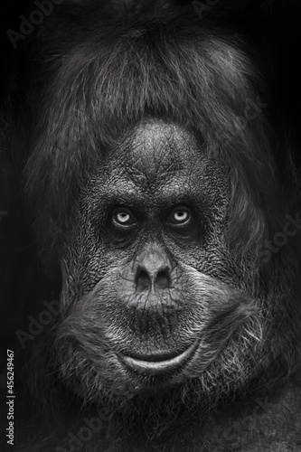 Scary monkey or Bigfoot, menacing look scary eyes head portrait close-up, black