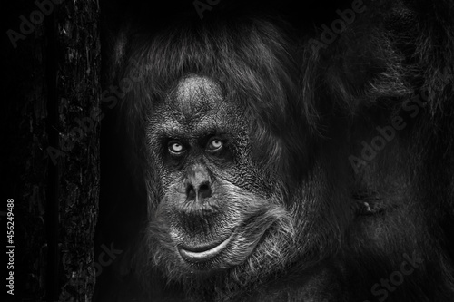 portrait of an orangutan with a scary look like a Bigfoot near a tree, black and white photo, black