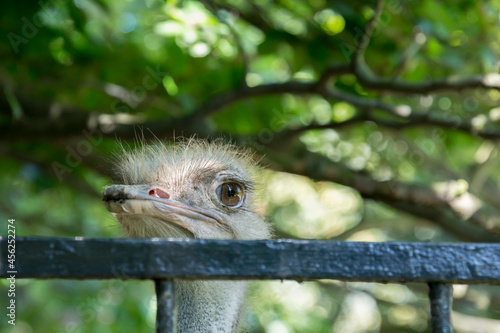 głowa strusia w zoo