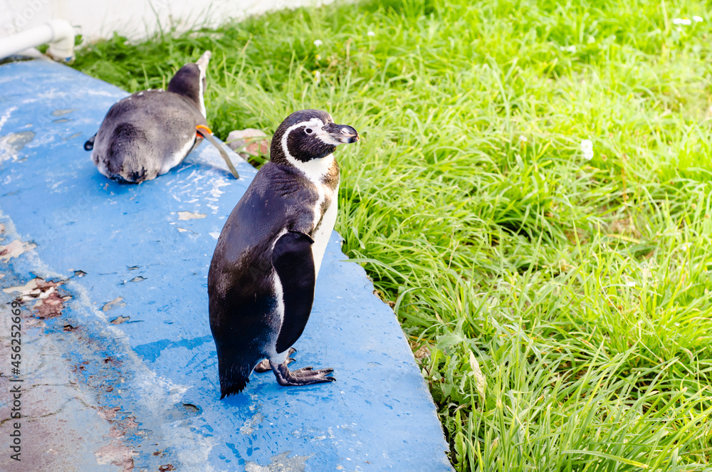 Obraz premium small penguin stands on blue surface in front of green lawn and looks at camera. Arctic birds. Zoology.