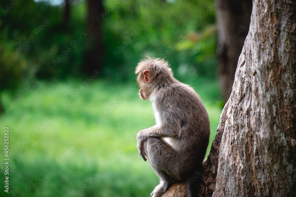 Obraz premium Monkey relaxing in the sun