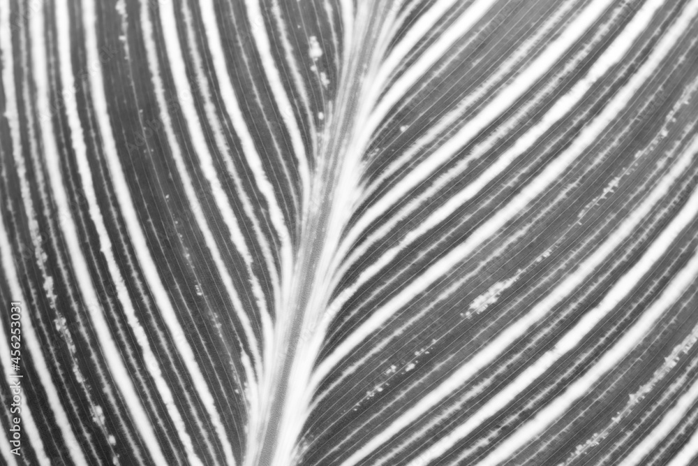 Obraz premium Close up shot of leaf details in monochrome