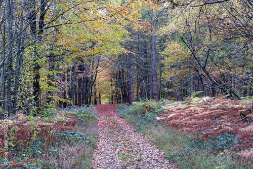 Colorful rural sceney in the woods in autumn with a nice foot path